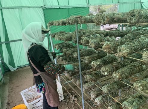 小蘑菇撐起錢袋子 碧桂園攜手致富帶頭人打造產業致富路