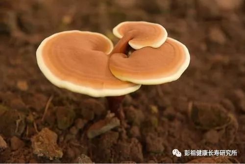 如何選擇優質靈芝菌種進行科學培育