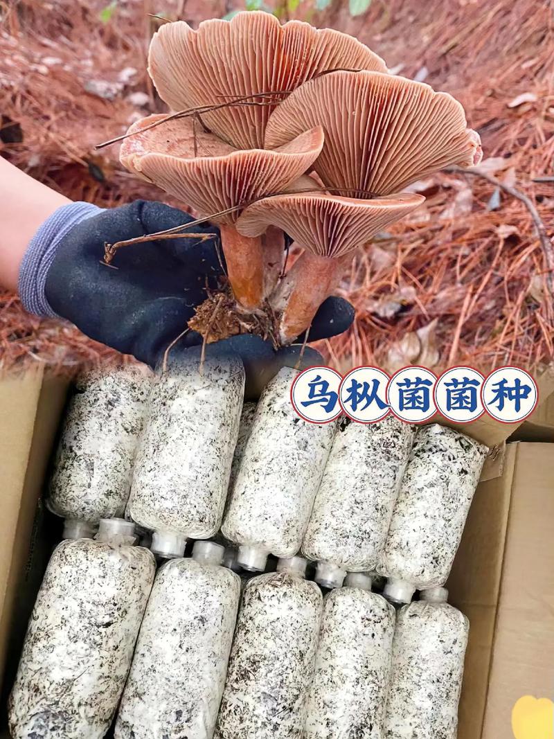人工培育烏樅菌原種菌種B 技術與應用的探索