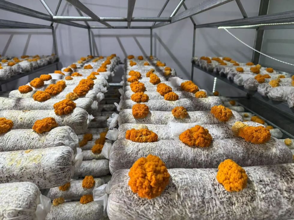 “金木耳”駕到！牙克石林場林旅融合再添新韻，菌種培育撬動綠色大產業