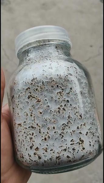 鹿茸菇菌種優質培育與安徽碭山發貨指南