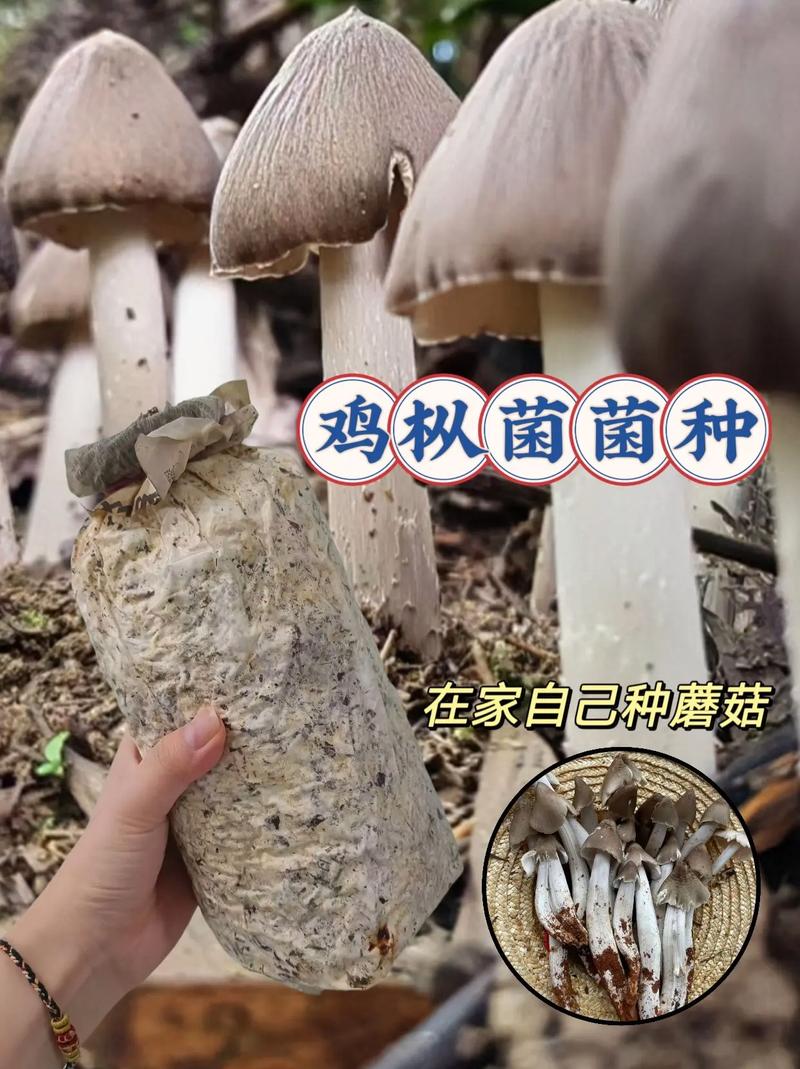 人工培植雞樅菌菌種.樹林山坡小院均可種植,是人工培植的菌種#