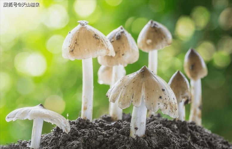 菌種是怎么培育出來的