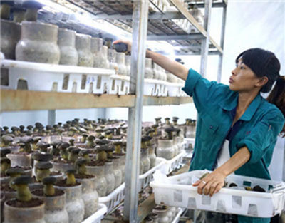 全球首個牛肝菌培育基地落戶景洪 菌種培育技術(shù)大突破
